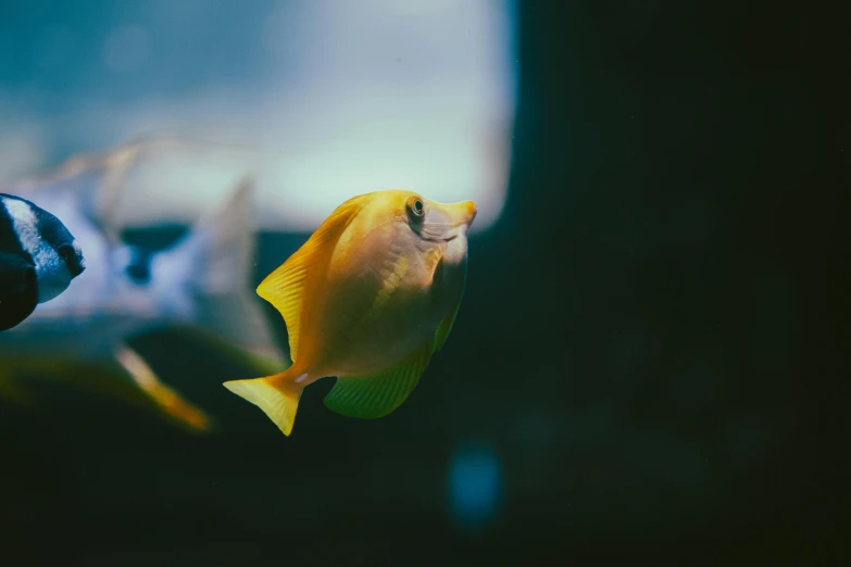 a small, yellow fish is in the water