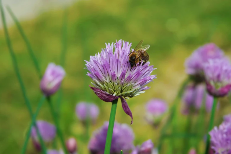 a bee on a flower in a green field