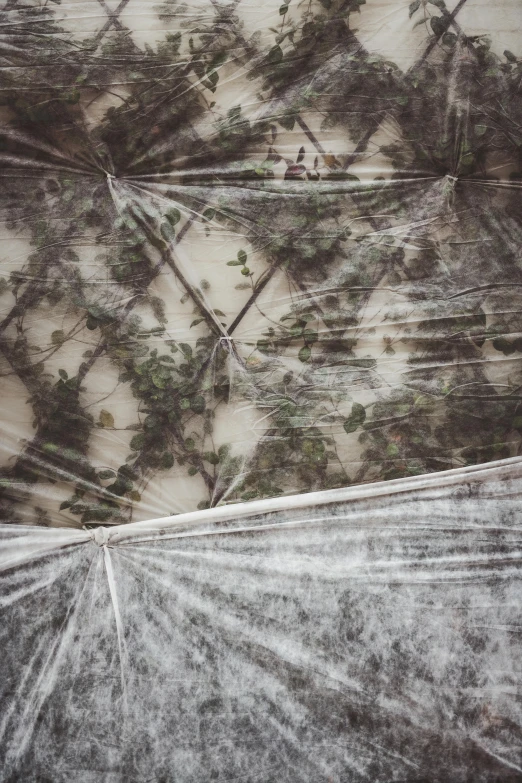 aerial view of several square shaped trees and ground