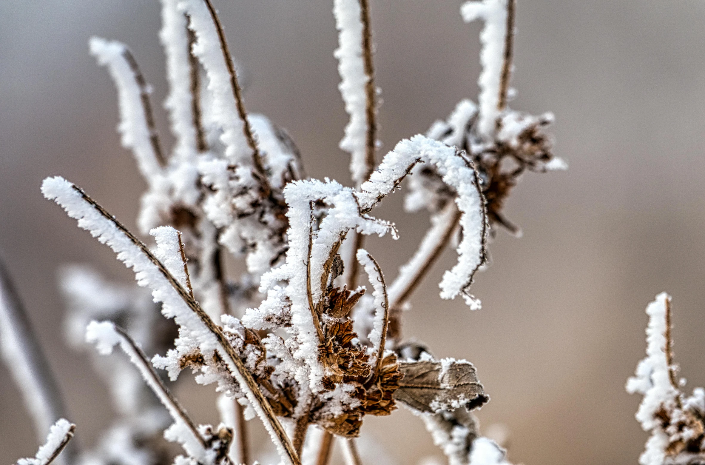 this is snow covered leaves and nches