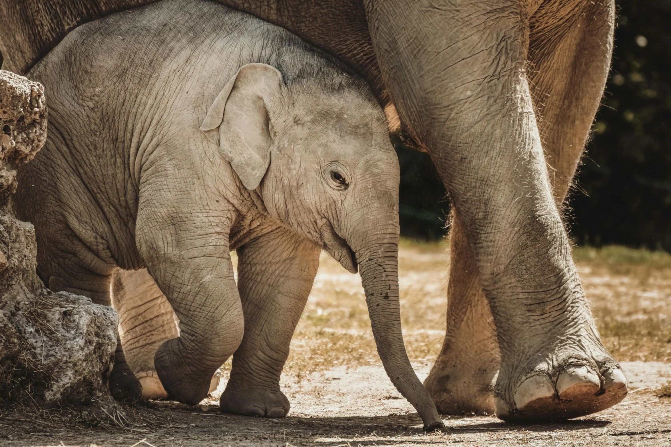 an adult elephant and a baby elephant are standing together