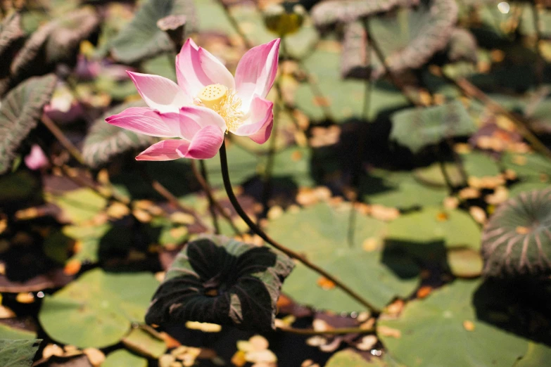 a single pink lotus flower blooming on top of a green field