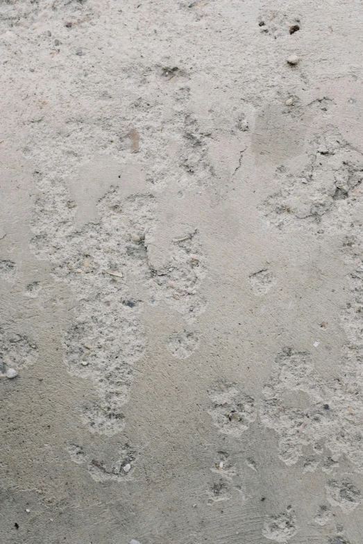 a bird walks on the sand looking for food