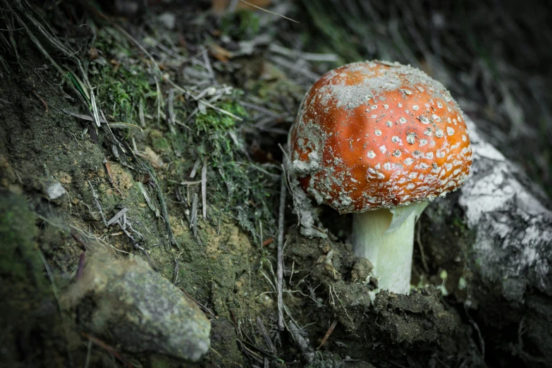 an orange mushroom sitting on the ground of a forest