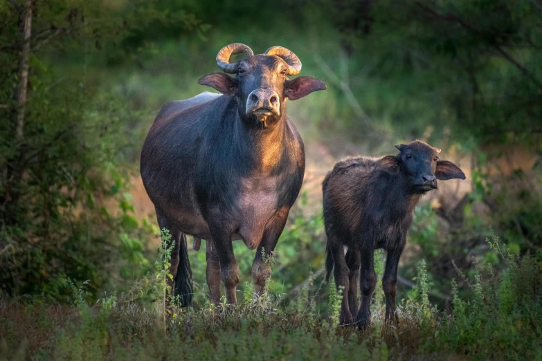 two rams stand side by side on a grassy field