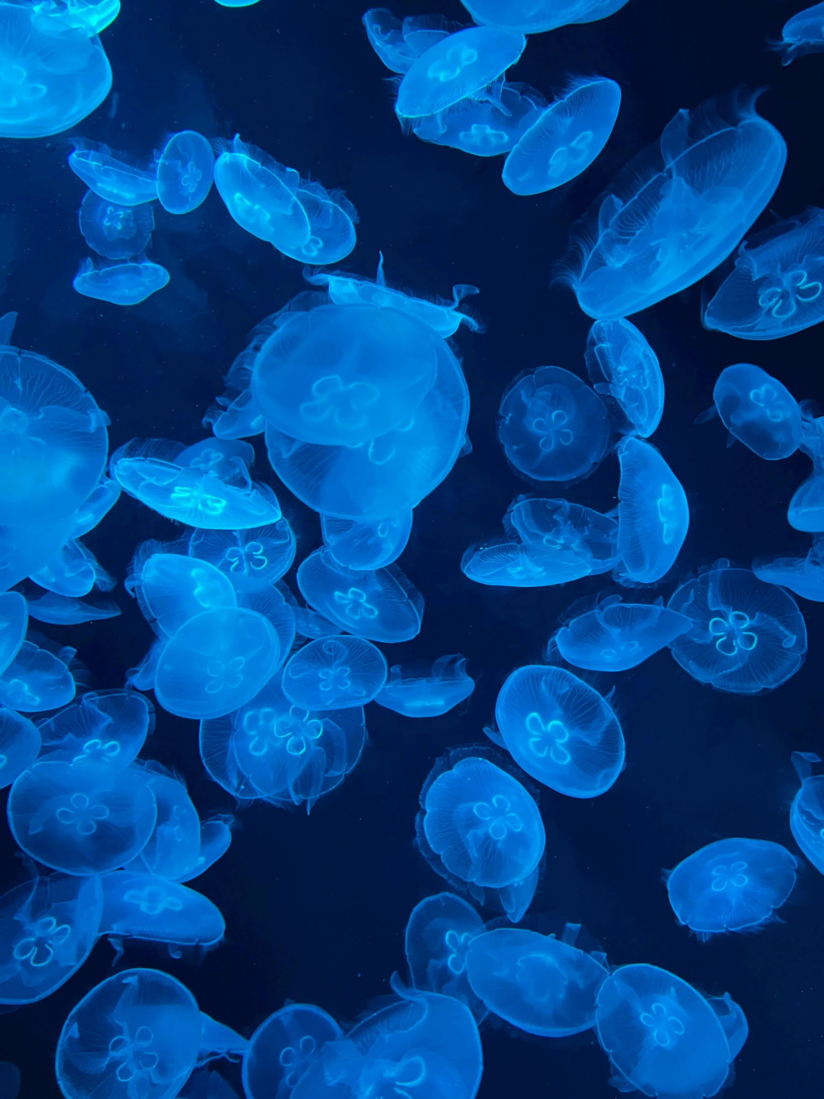 blue jellyfish are gathered up in an aquarium