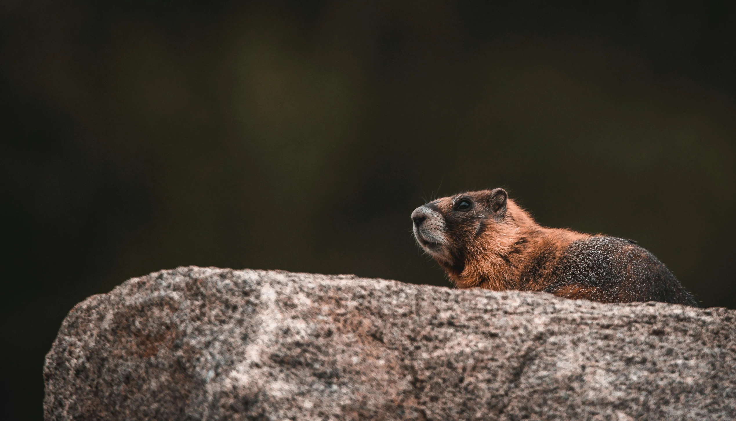 a brown bear sitting on top of a large stone