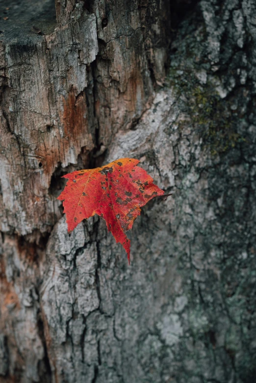 a red leaf is growing on the bark of a tree