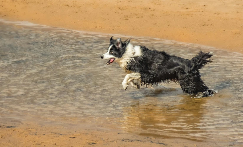a dog running on the beach with his mouth open