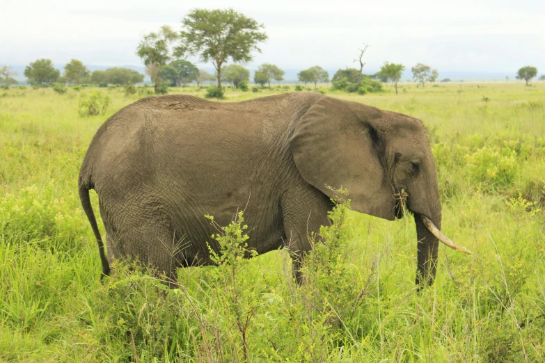 an elephant in the wild eating plants