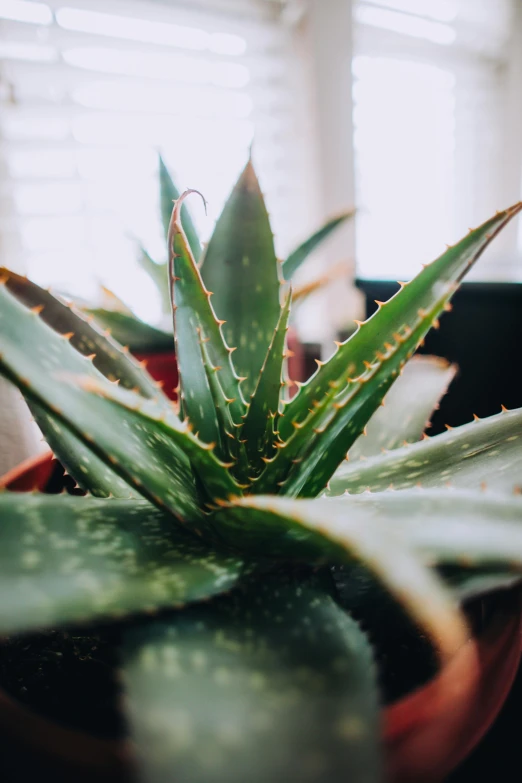 green plant in small flower pot in bright sunlight