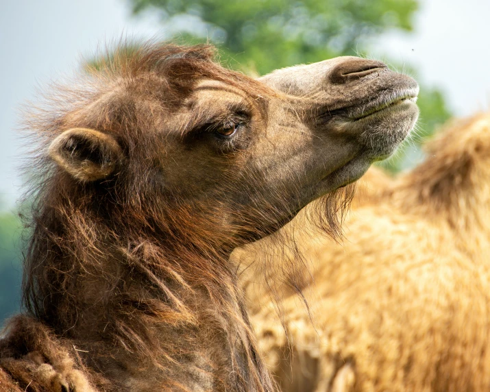 the camel has long hair blowing in the wind