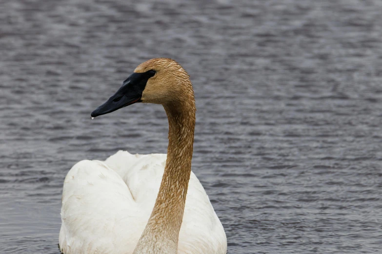 a swan swims in water near a lake