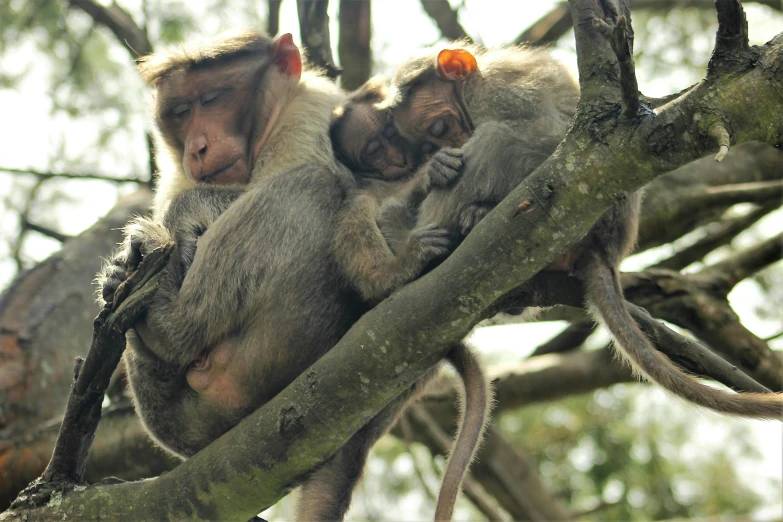 two young monkeys sitting in the nch of a tree