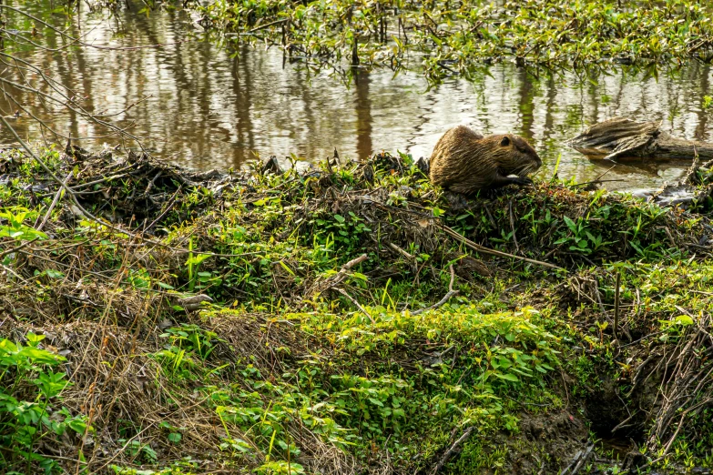 a river with some green shrubs, water and trees