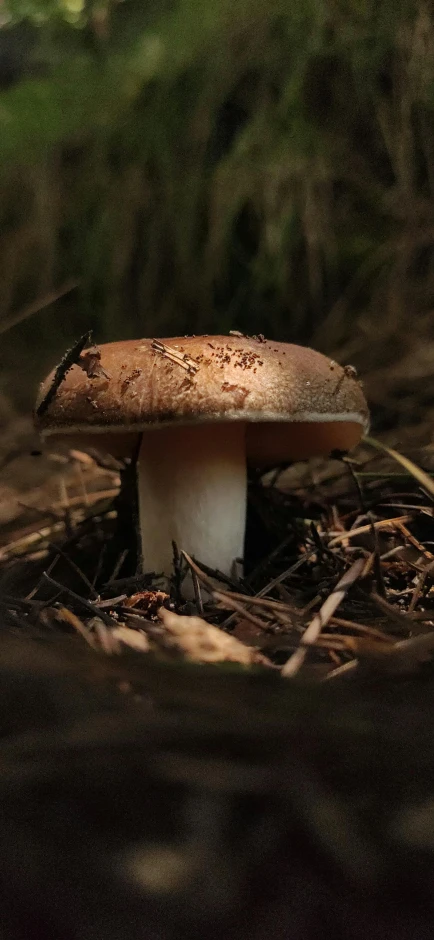 an open mushroom growing in the grass in the woods