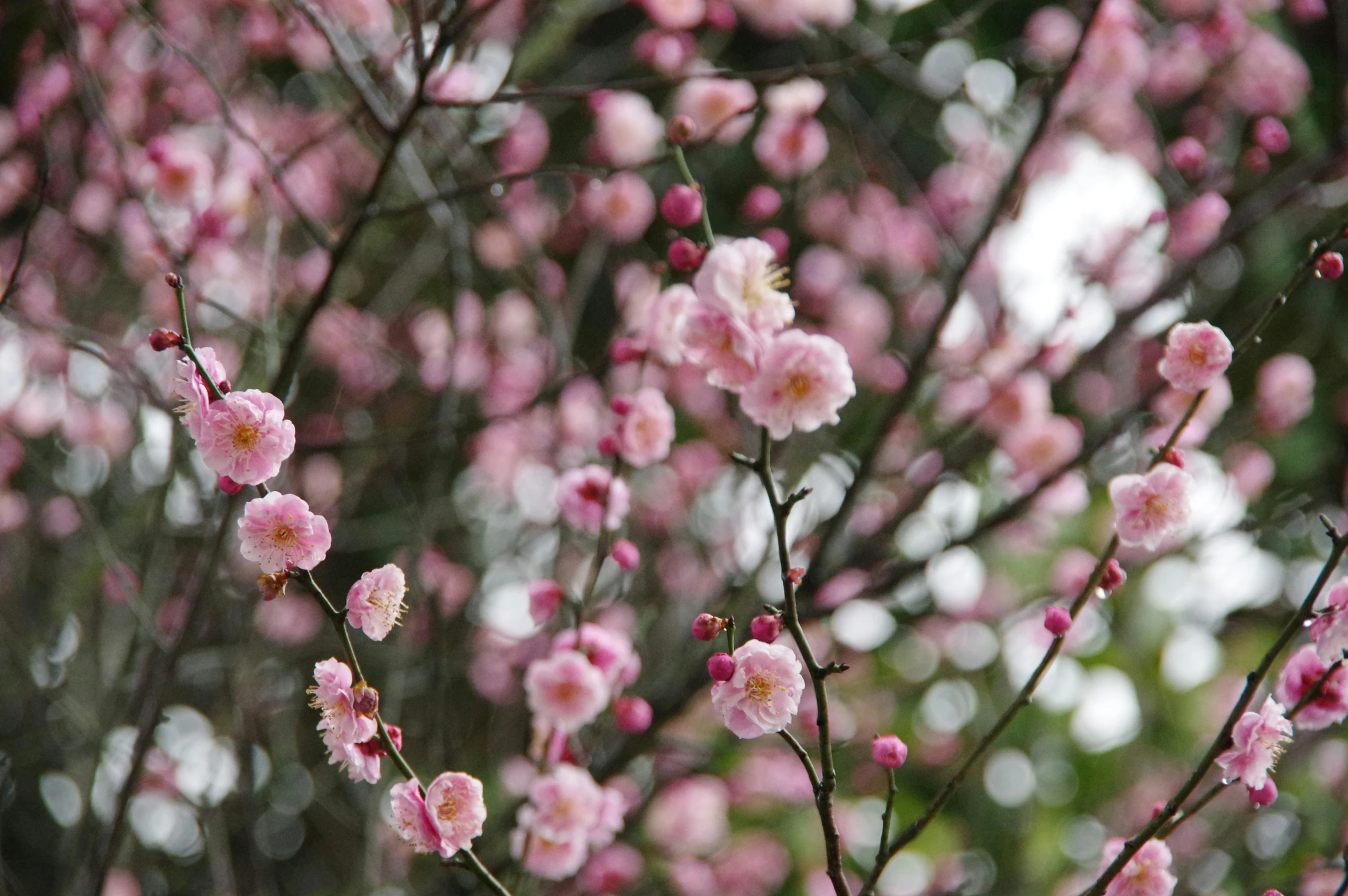 some pink flowers are in a bush with leaves