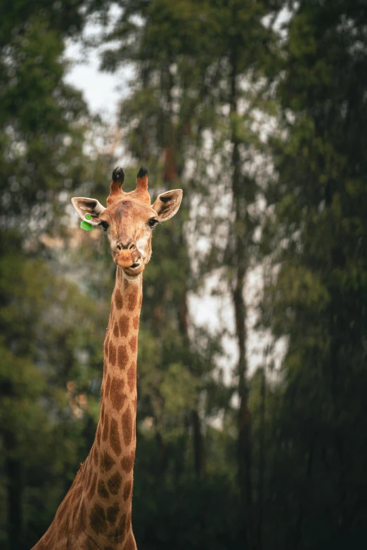 a giraffe with its tongue out and it's head tilted