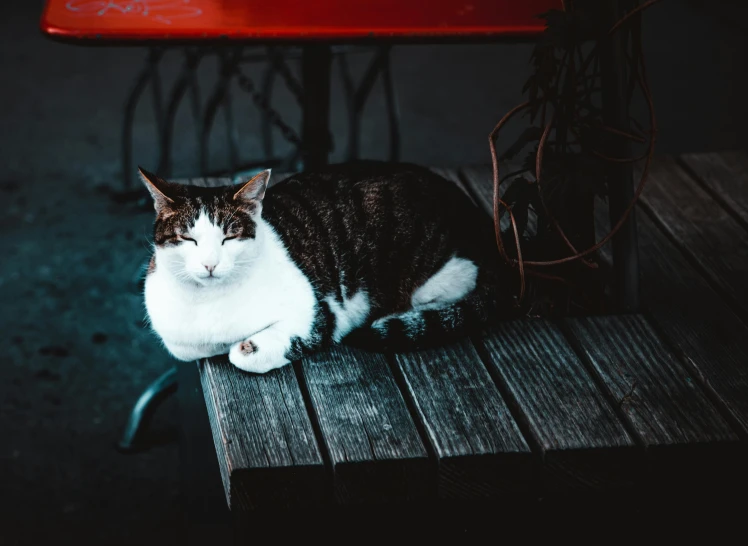 a cat sitting on a wooden bench with a red seat