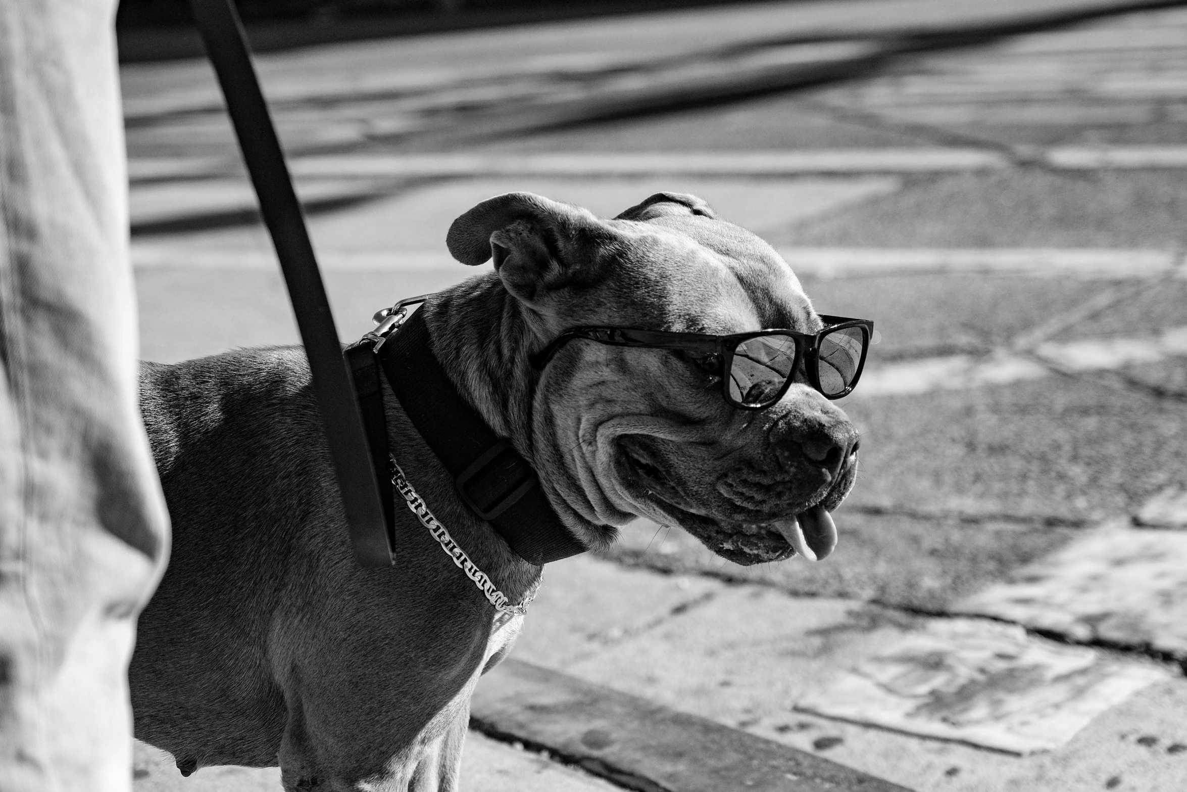 a black and white po of a bulldog wearing sunglasses