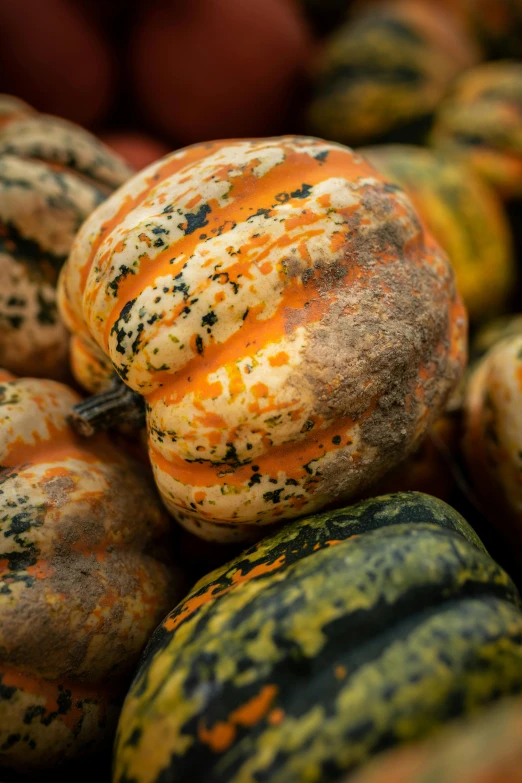 many squash that have been rotten on them