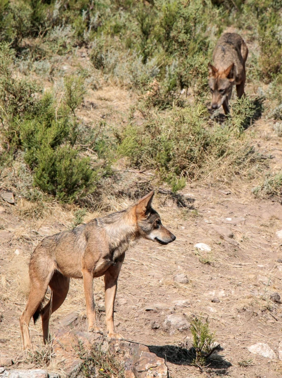 two animals standing on top of a dry grass and rock hillside