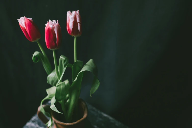 a trio of red tulips in an old brown vase