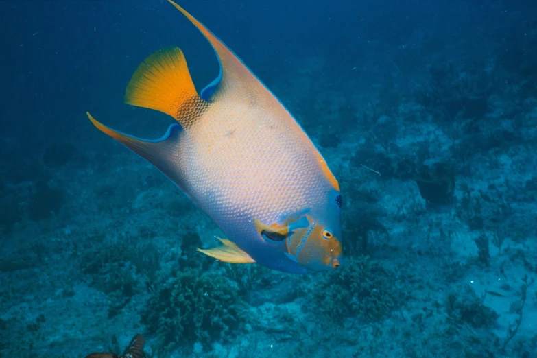 a small orange and yellow fish in blue water
