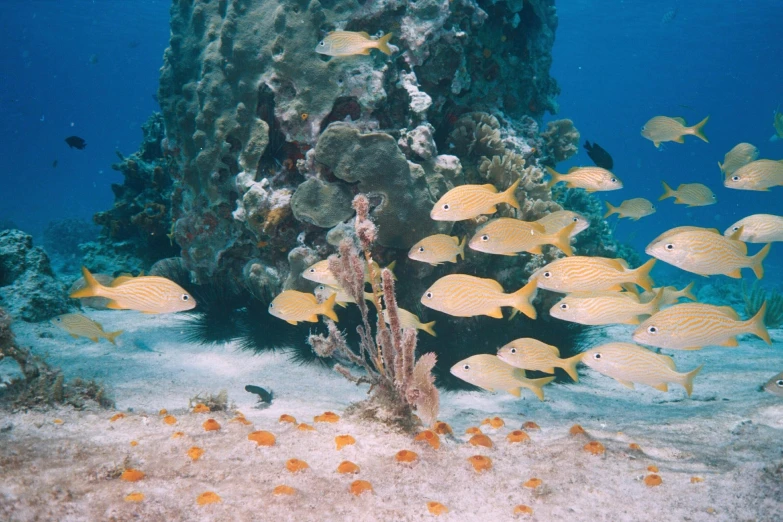 a group of fish swimming around some corals