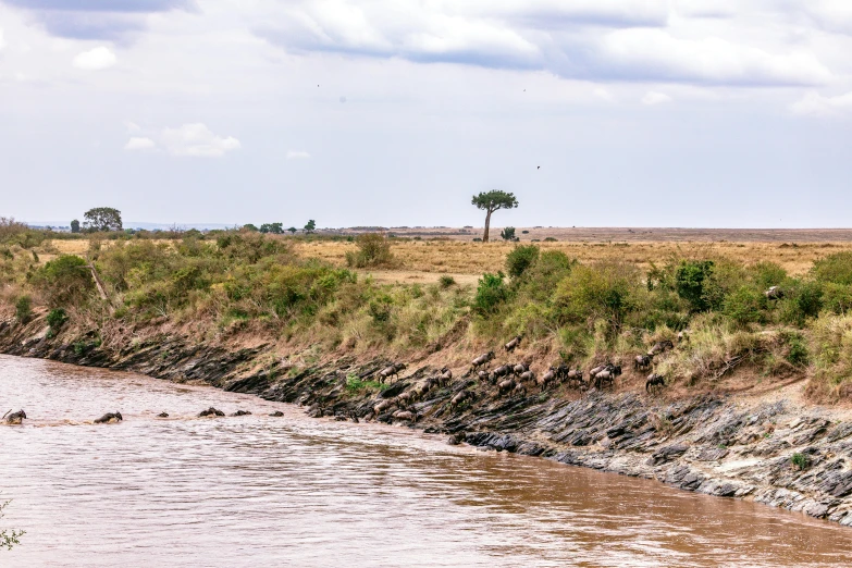 two elephants near a body of water in the wild