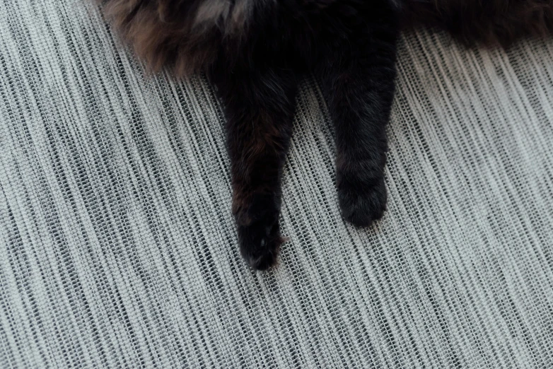 a cat is lying on the back of a sofa