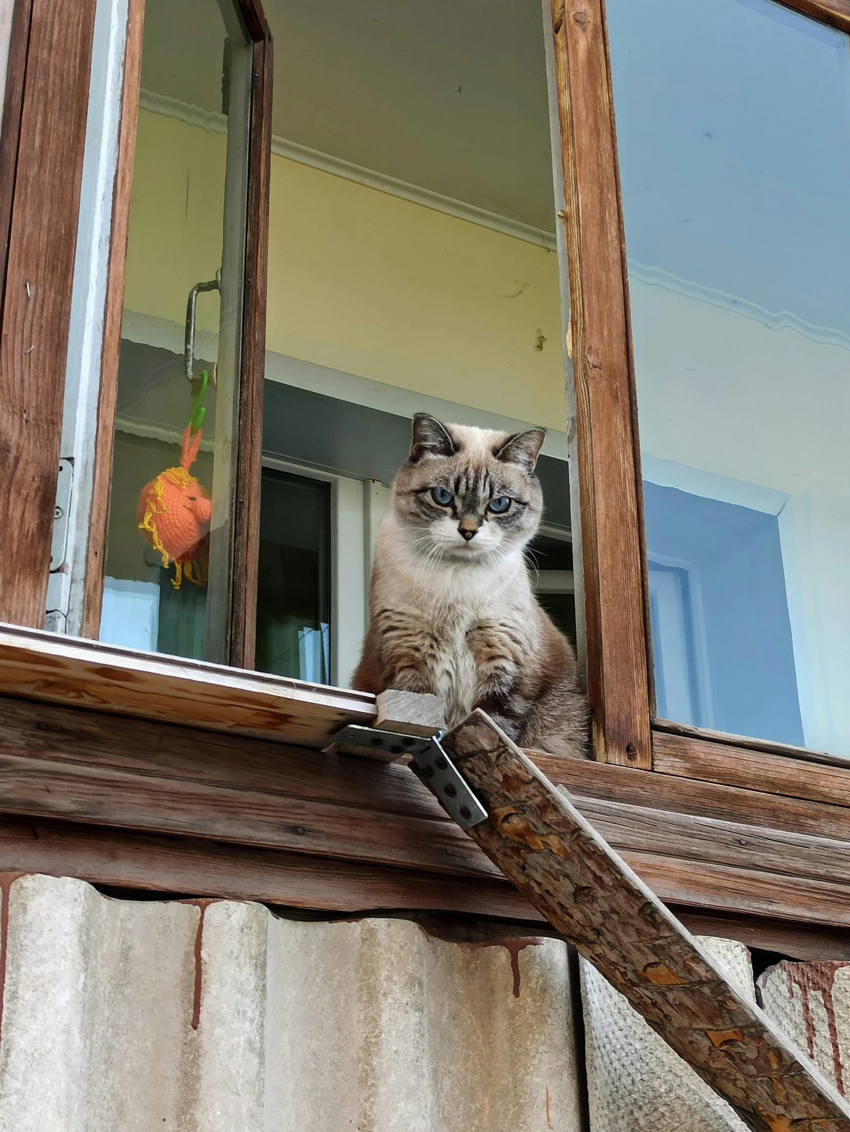 cat sitting on the ledge of a window