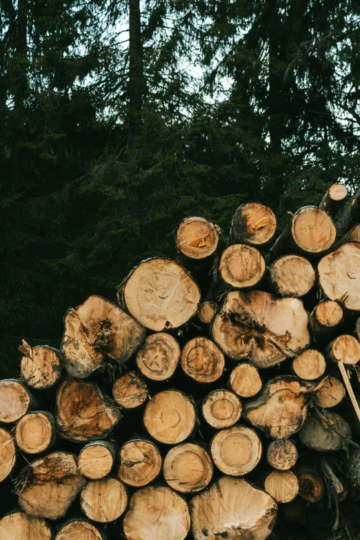 large logs of lumber with trees behind them