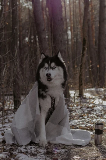 a husky with towel in the woods with coffee