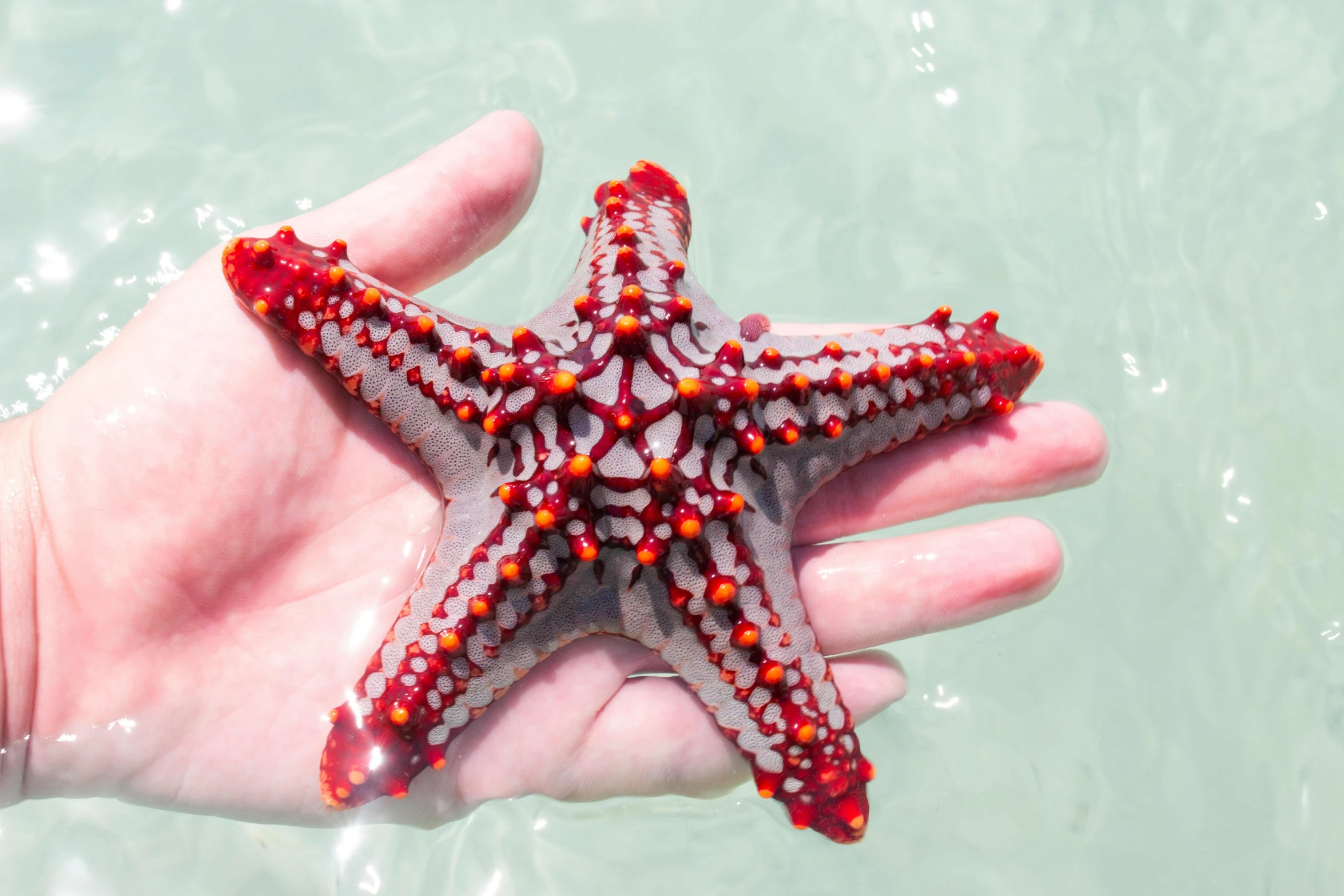 there is a starfish in the water on someone's hand