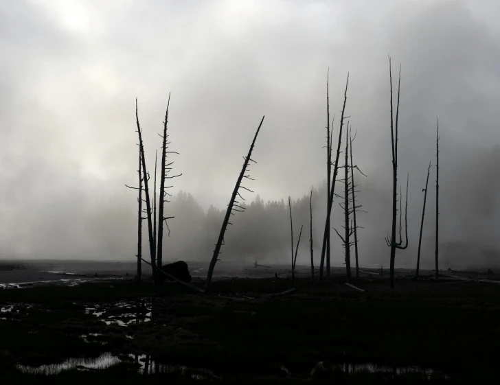 a po of a lot of trees in the wild