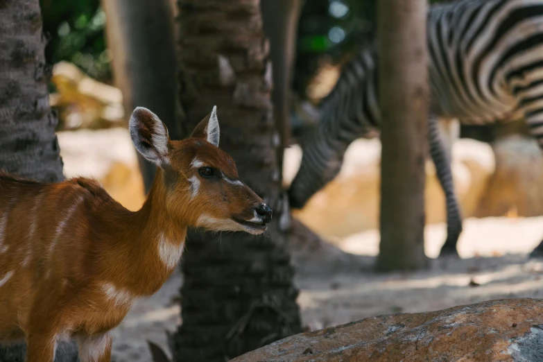 an antelope next to ze standing near trees