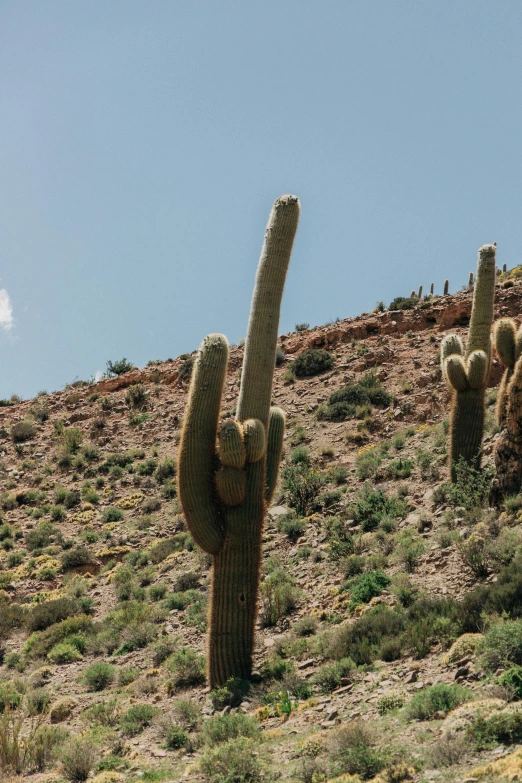 some cacti and cactuses on the side of a hill