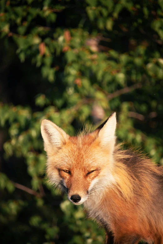 a fox is looking alert with his eyes closed