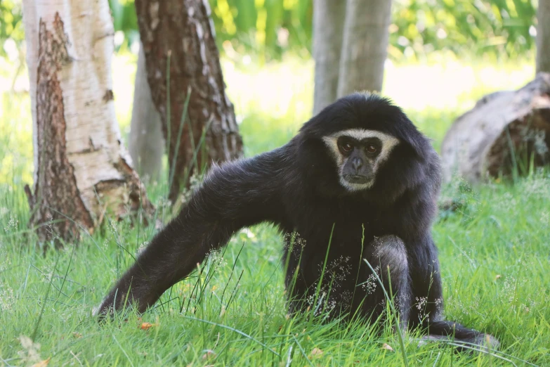 a large black and white monkey walking in the grass