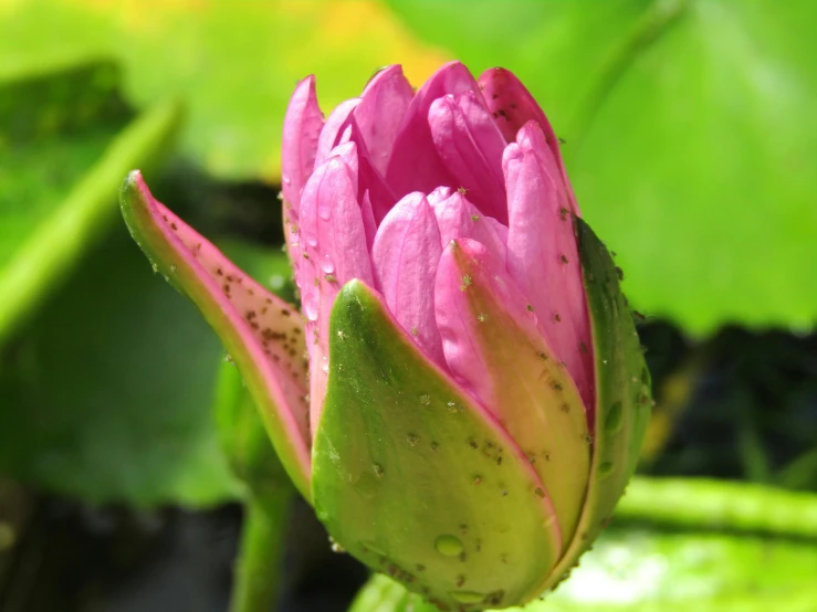 the budding and petals of an oriental flower