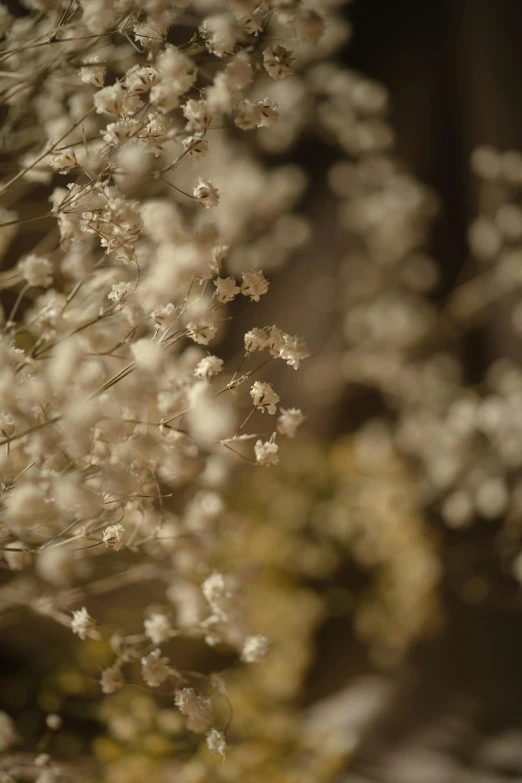 the flowers are white and there is a blurry background