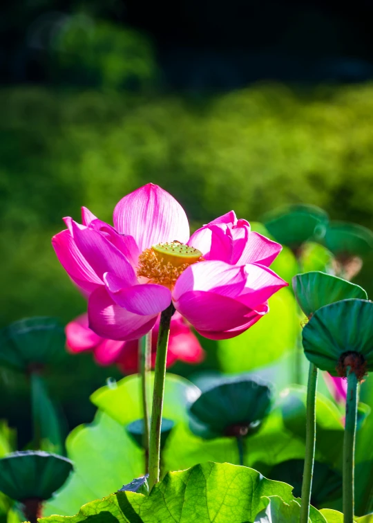 a group of large flowers and some green leaves