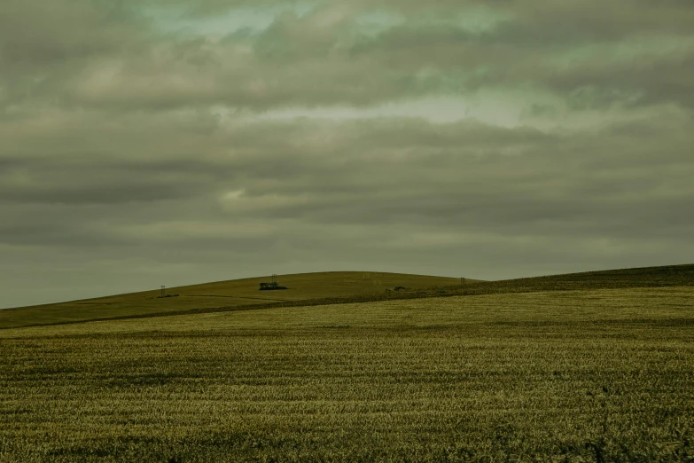 two animals are walking through the grasslands under a cloudy sky