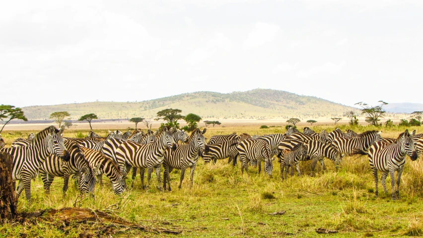 a herd of ze standing on top of a lush green field