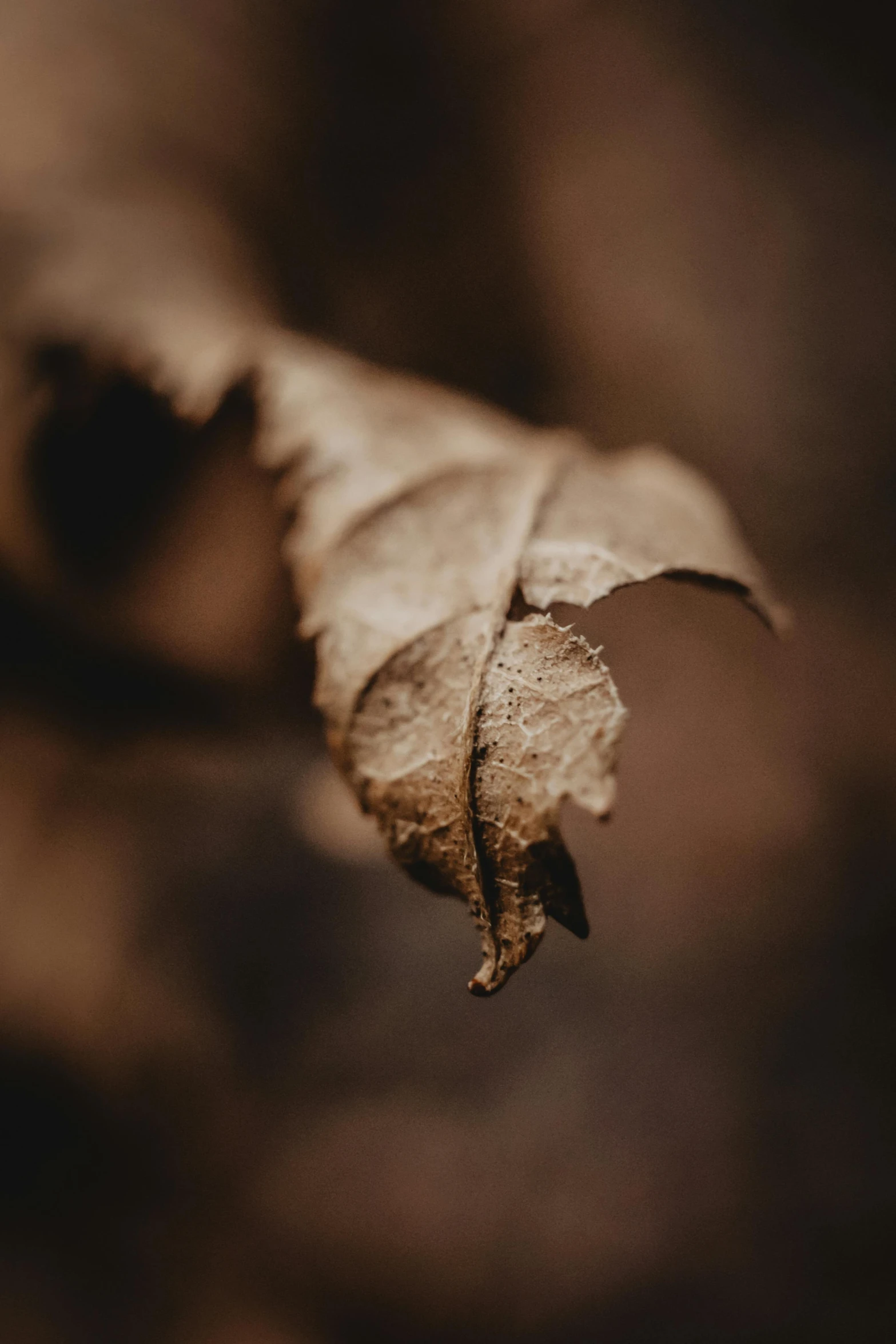 the underside of a leaf as it is upside down