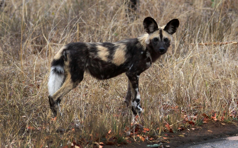 a wild dog walking through a dry grass field