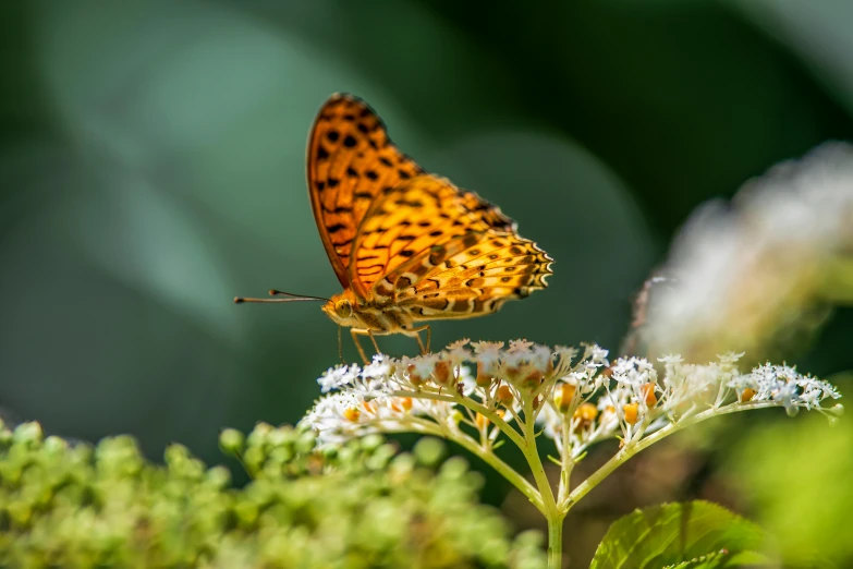 a close up of a erfly on a flower