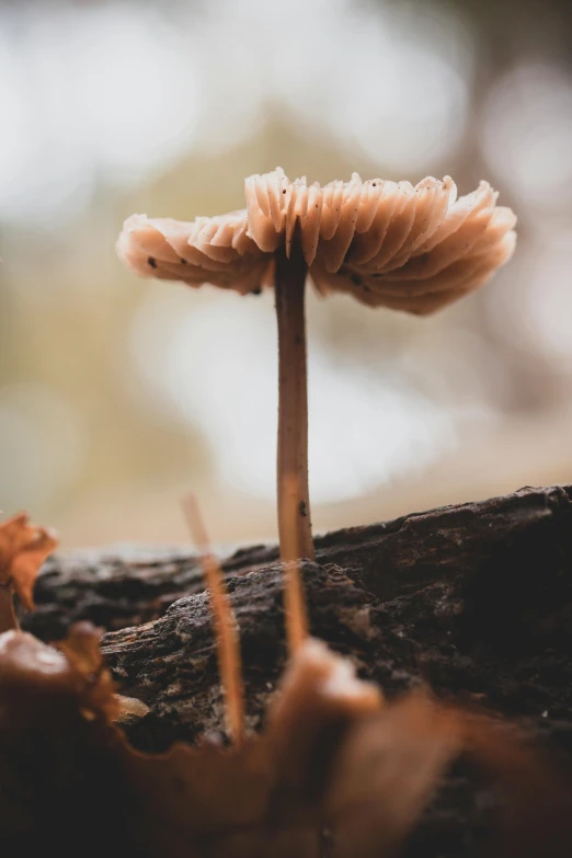 a small mushroom sitting on the side of a tree