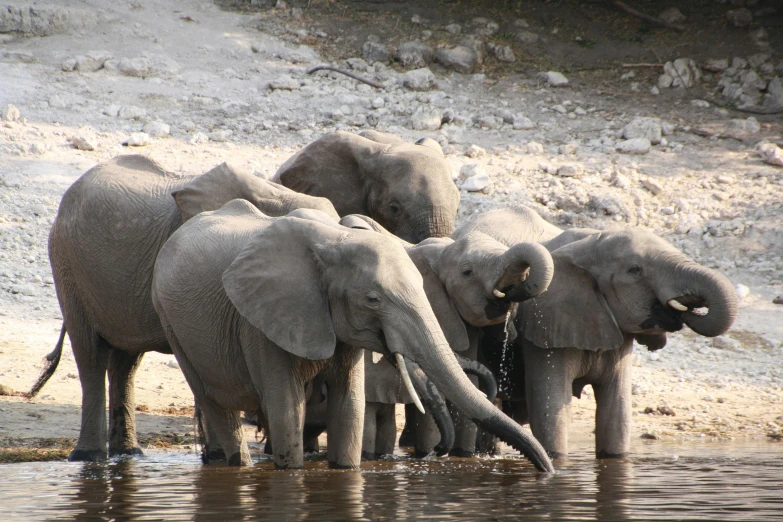 several elephants in a watering hole drinking water